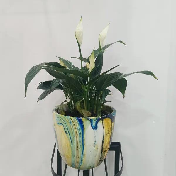 Peace_Lily_In_ceramic_designer_Pot