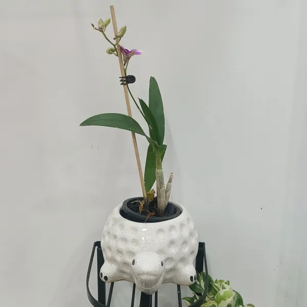 Dendrobium_Orchid_In_Tortoise_Planter