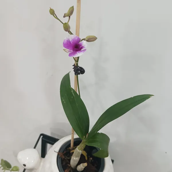 Dendrobium_Orchid_In_Tortoise_Planter