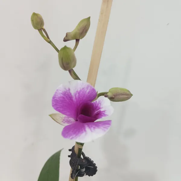 Dendrobium_Orchid_In_Tortoise_Planter