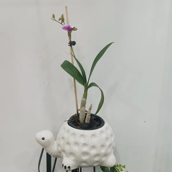 Dendrobium_Orchid_In_Tortoise_Planter