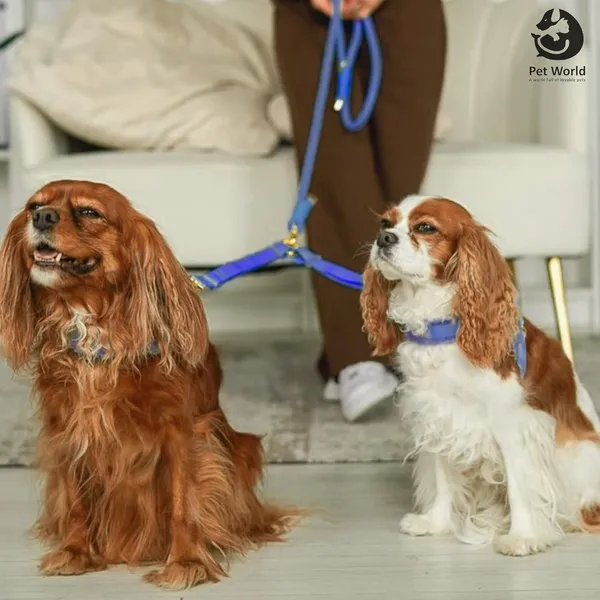 Blue_Premium_Nylon_Harness_For_Dogs