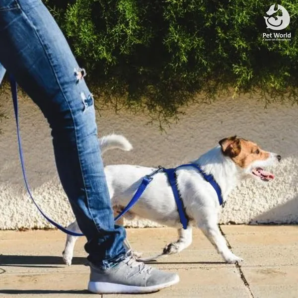 Blue_Premium_Nylon_Harness_For_Dogs