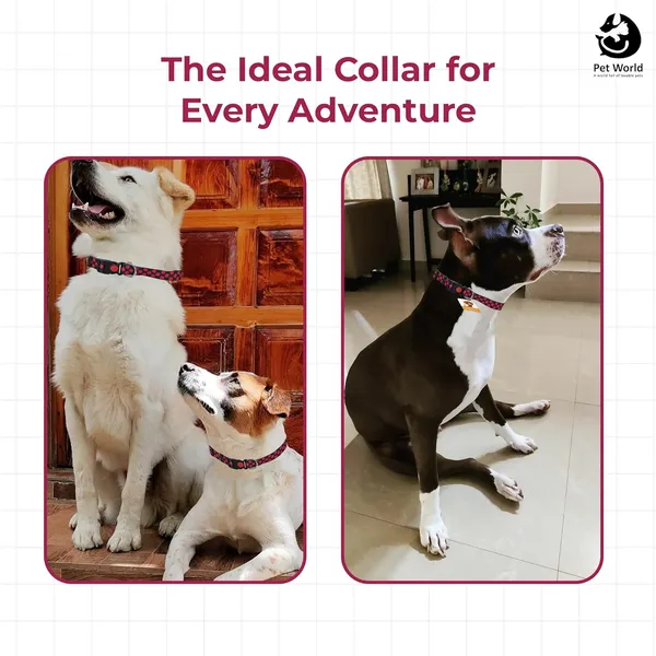 Multicolour_Premium_Adjustable_Printed_Collar_For_Dogs