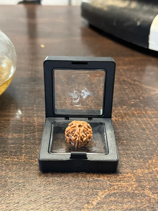 5_Mukhi_Rudraksha_For_Men_&_Women_|_Pack_Of_1_With_5_Mukhi_Rudraksh_Free