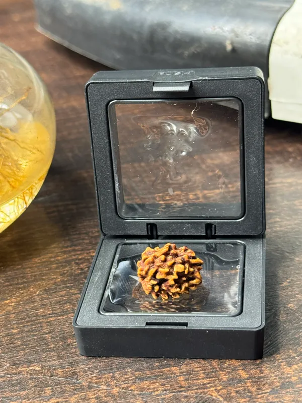 3_Mukhi_Rudraksha_For_Men_&_Women_|_Pack_Of_1_With_5_Mukhi_Rudraksh_Free