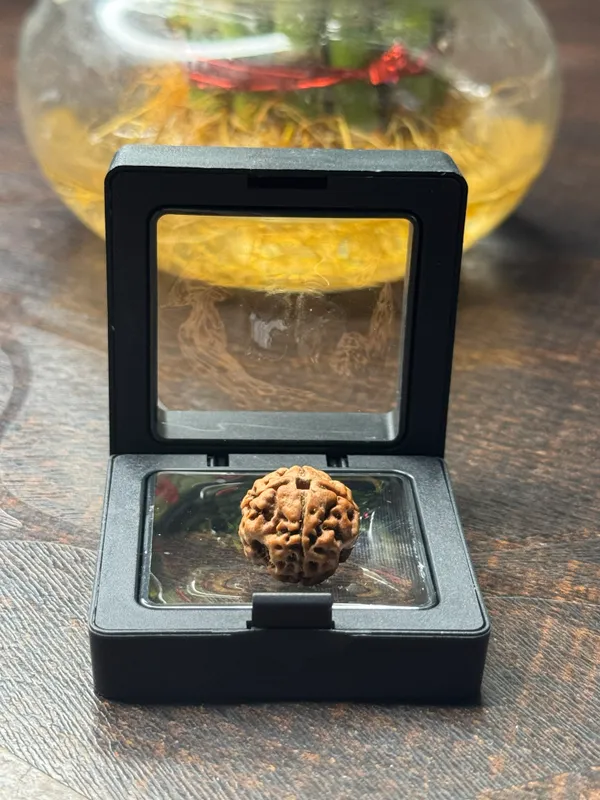 4_Mukhi_Rudraksha_For_Men_&_Women_|_Pack_Of_1_With_5_Mukhi_Rudraksh_Free