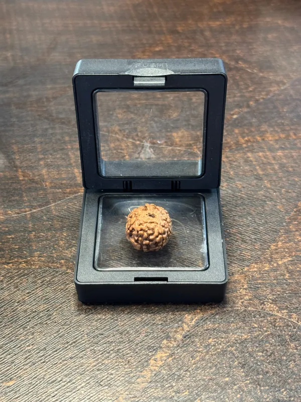 7_Mukhi_Rudraksha_For_Men_&_Women_|_Pack_Of_1_With_5_Mukhi_Rudraksh_Free