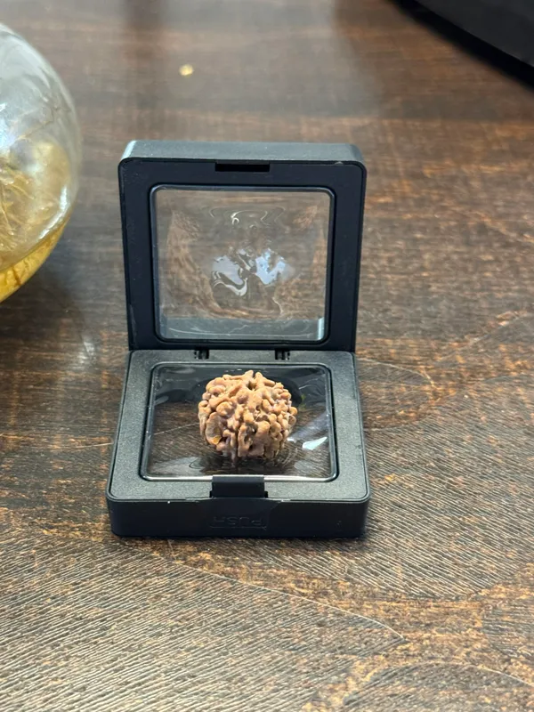 6_Mukhi_Rudraksha_For_Men_&_Women_|_Pack_Of_1_With_5_Mukhi_Rudraksh_Free