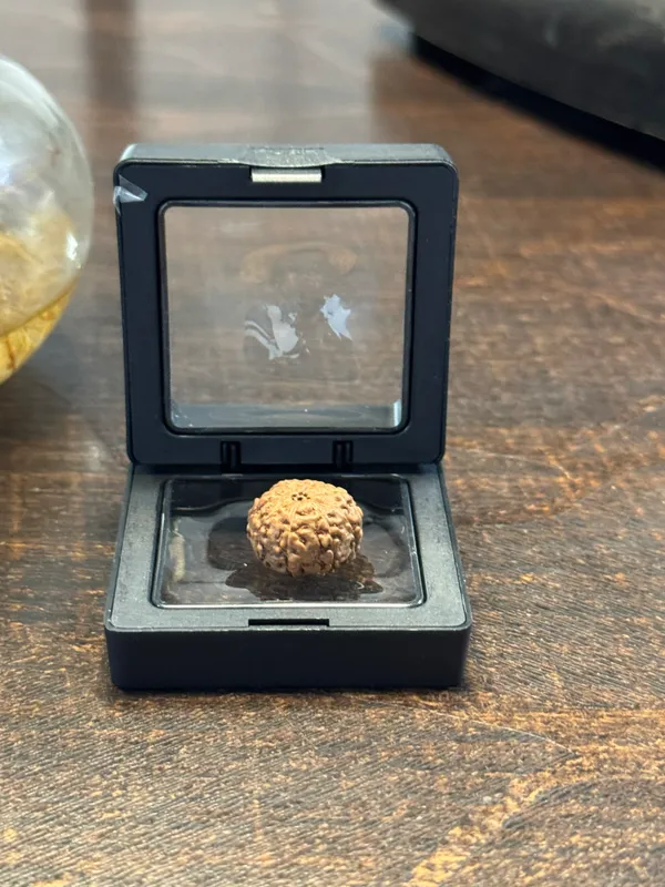 9_Mukhi_Rudraksha_For_Men_&_Women_|_Pack_Of_1_With_5_Mukhi_Rudraksh_Free