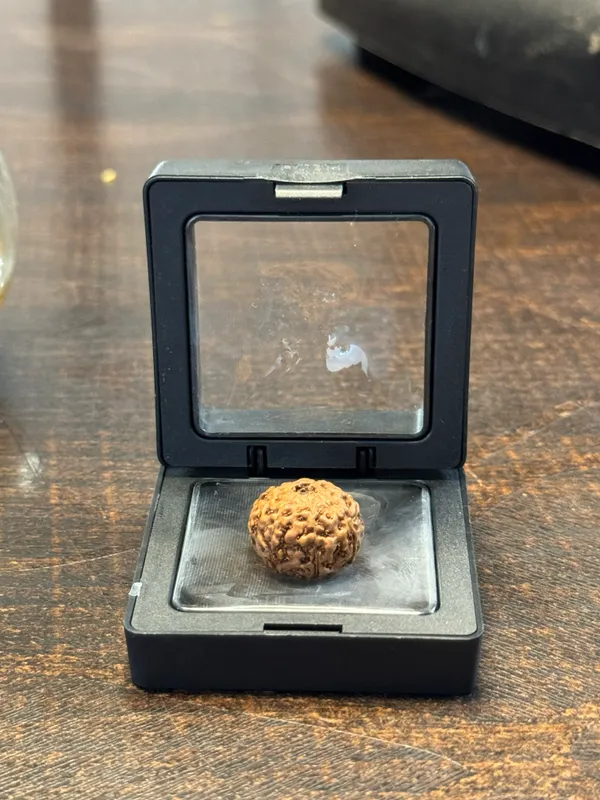 8_Mukhi_Rudraksha_For_Men_&_Women_|_Pack_Of_1_With_5_Mukhi_Rudraksh_Free