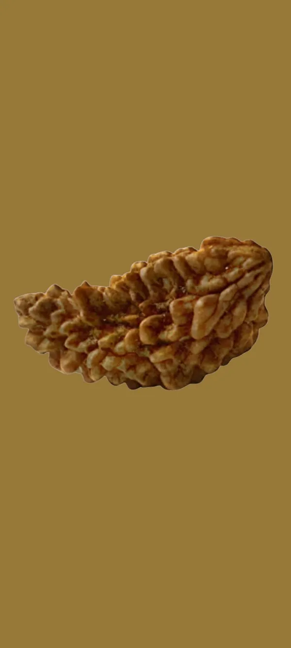 Brown_Original_01_Mukhi_Rudraksha_Trusted_Lab_Certified_For_Men_And_Women