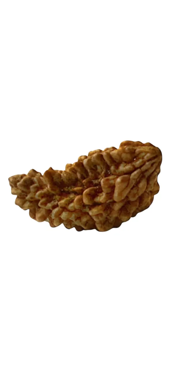 Brown_Original_01_Mukhi_Rudraksha_Trusted_Lab_Certified_For_Men_And_Women