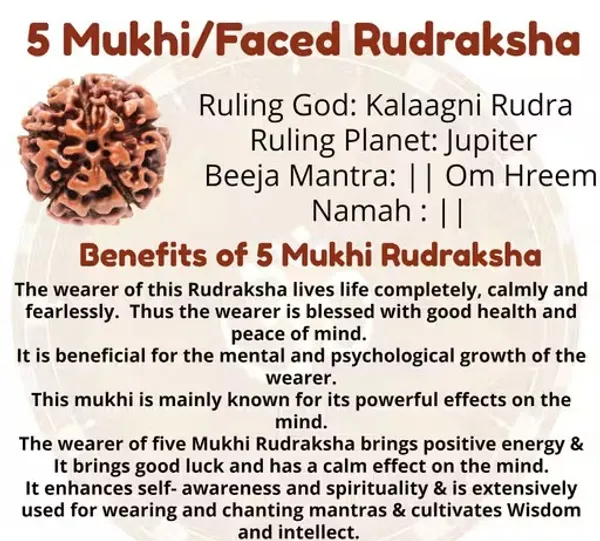 Brown_05_Mukhi_Nepali_Rudraksha_Lab_Certified_For_Men_And_Women