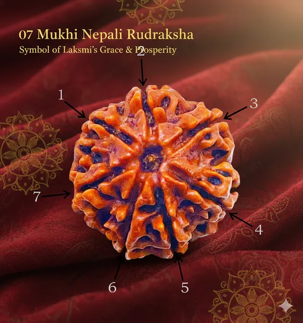Brown_07_Mukhi_Authentic_Rudraksha_For_Men_And_Women