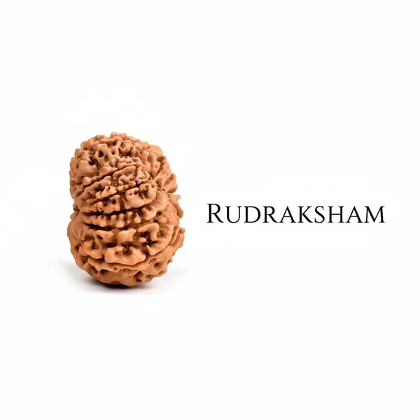 Brown_12_Mukhi_Authentic_Rudraksha_For_Men_And_Women