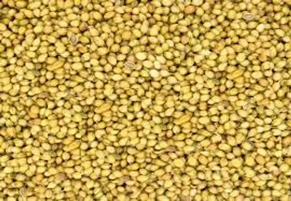 Haven_Gate_Coriander_Whole_Seeds_Dhaniya_500_Grams_Flavorful_Spice_Fresh_Whole_Coriander_Seeds_For_Enhancing_Aroma_And_Taste
