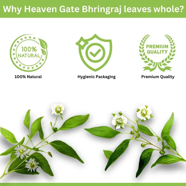 Bhringraj_Dry_Leaves_100_Grams_Raw_Bhringraj_For_Hair_Regrowth_And_Scalp_Treatment_Bhringraj_For_Curly,_Straight,_And_Wavy_Hair_Rich_In_Nutrients