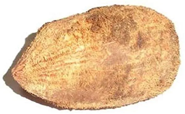 Ekakshi_Coconut_For_Pooja
