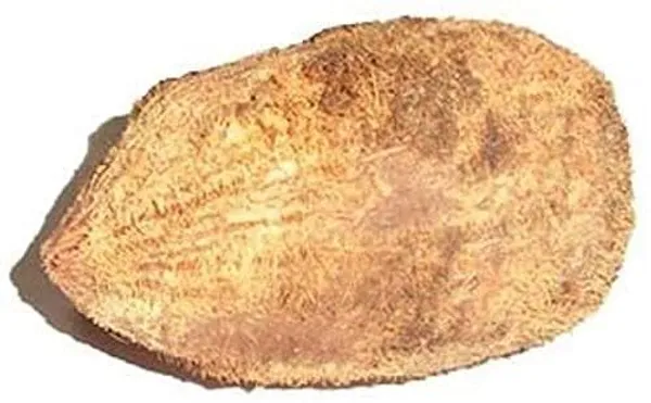 Ekakshi_Coconut_For_Pooja