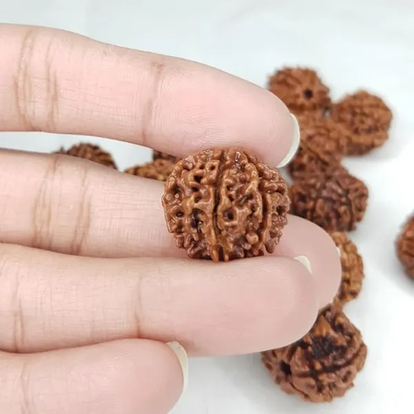6_Mukhi_Rudraksha_Bead