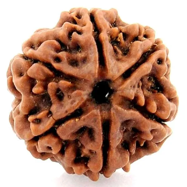 6_Mukhi_Rudraksha_Bead