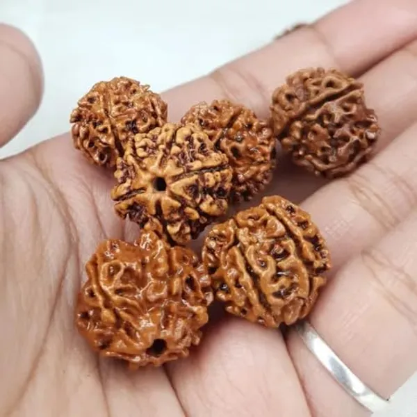 6_Mukhi_Rudraksha_Bead