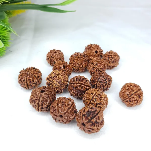 6_Mukhi_Rudraksha_Bead