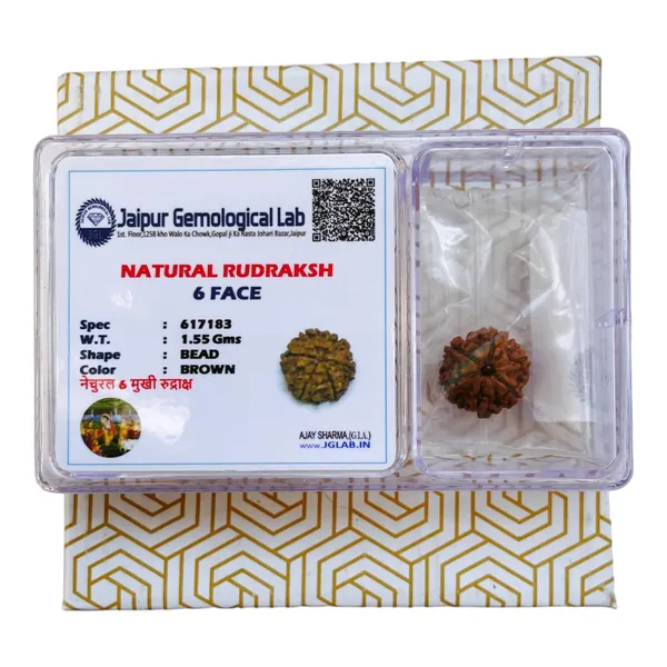 6_Mukhi_Rudraksha_Bead