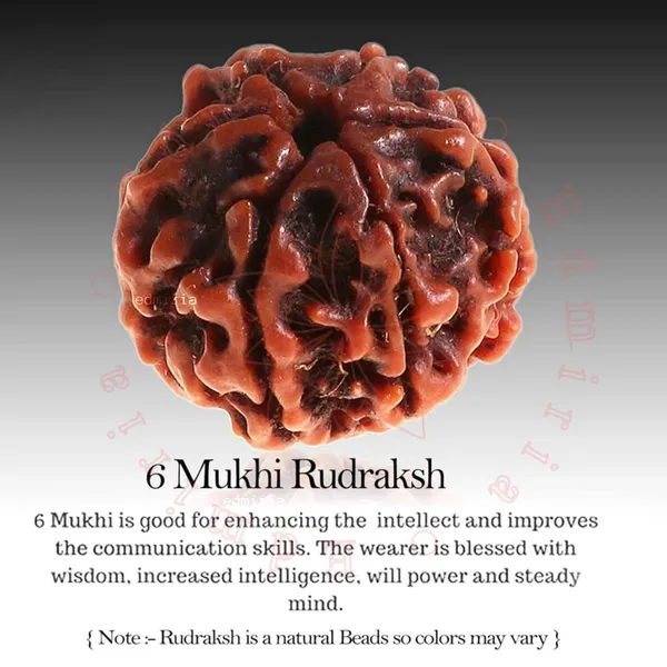 6_Mukhi_Rudraksha_Bead