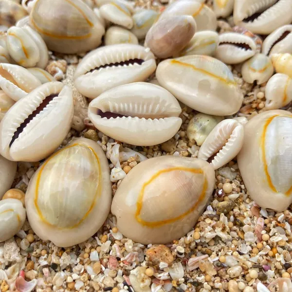 Cowrie_Shells_For_Pooja
