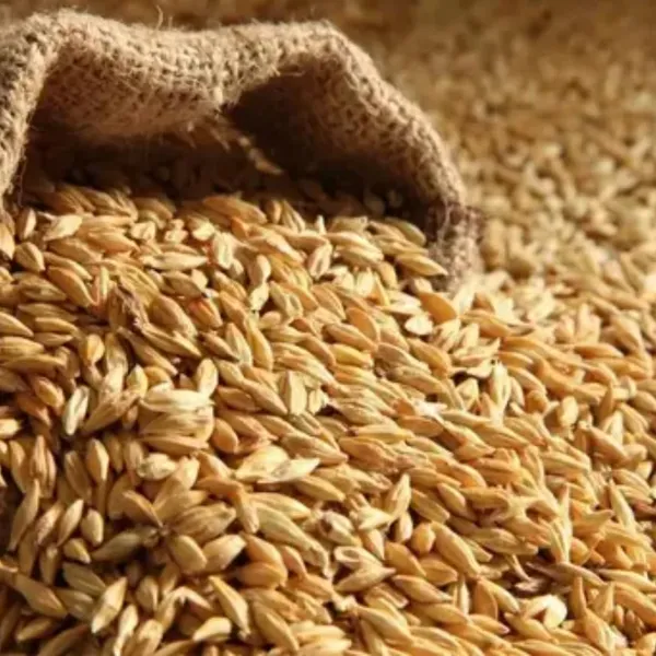 Barley_Seeds