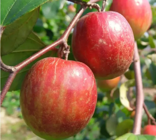 Thai_Ball_Sundari_Apple_Ber_Grafted_Fruit_Plant