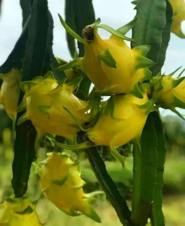 Pack_Of_3_Thai_Dragon_Hybrid_Fruit_Plant