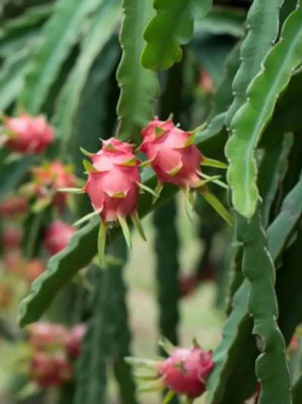Pack_Of_3_Thai_Dragon_Hybrid_Fruit_Plant