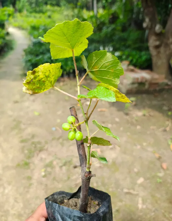 Pink_Grapes_Hybrid_Fruit_Plant