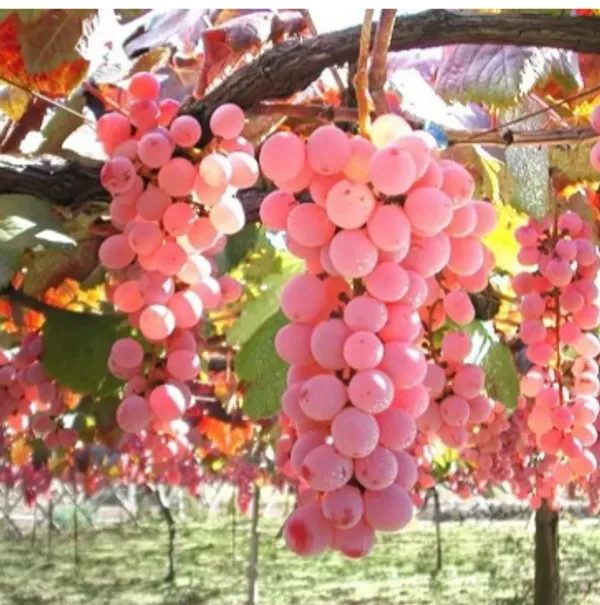 Pink_Grapes_Hybrid_Fruit_Plant
