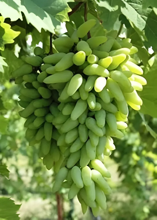 Green_Thai_Finger_Grapes_Hybrid_Fruit_Plant