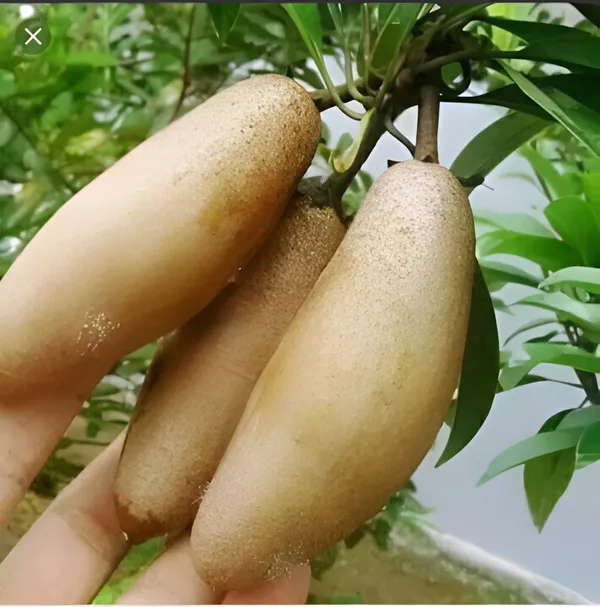 Dark_Grey_Thai_Banana_Long_Chikku/Sopota_Grafted_Fruit_Plant