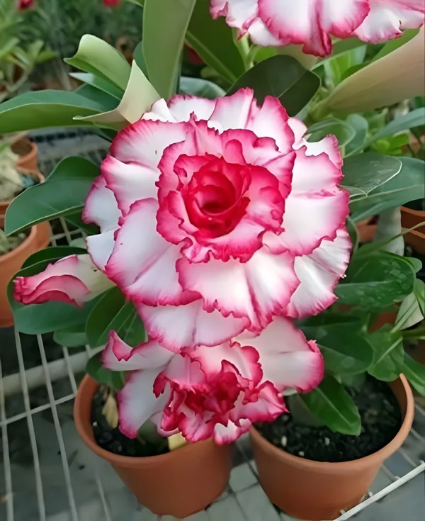 Rose_Varieties_Adenium_Flower_Live_Plant