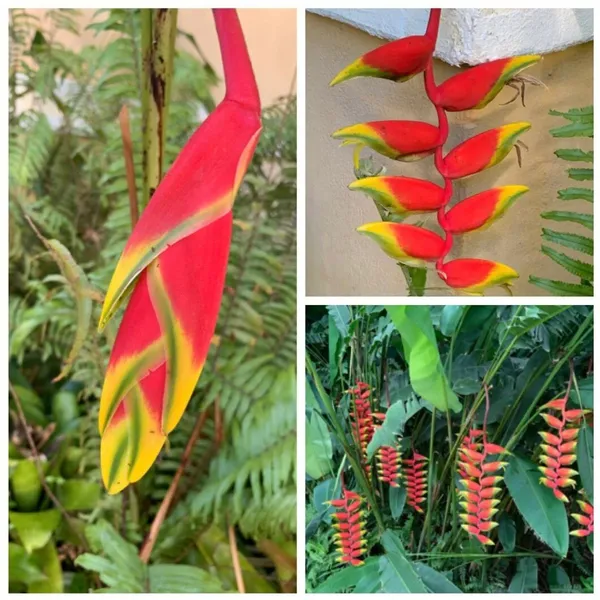 Heliconia_Rostrata_Flower_Plant