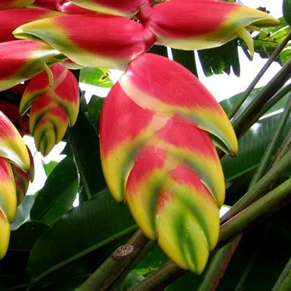 Heliconia_Rostrata_Flower_Plant