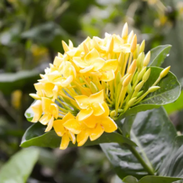 Chinise_Ixora_Flower_Plant_Yellow