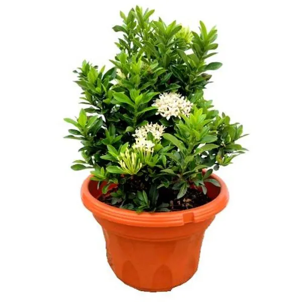 Chinise_Ixora_Flower_Plant_White