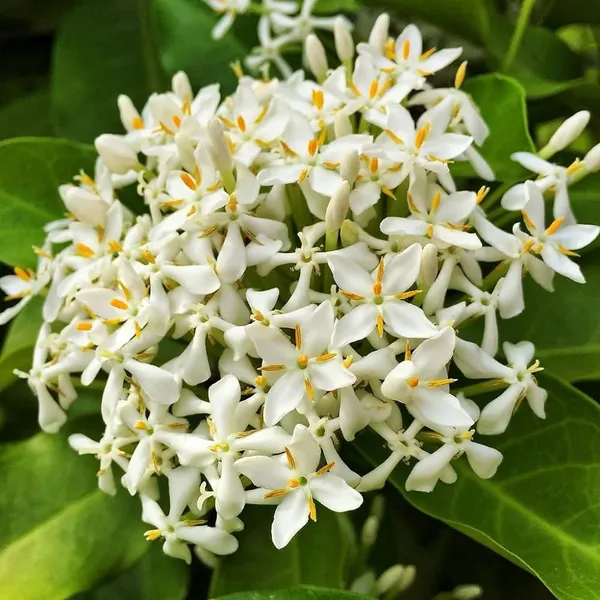Chinise_Ixora_Flower_Plant_White