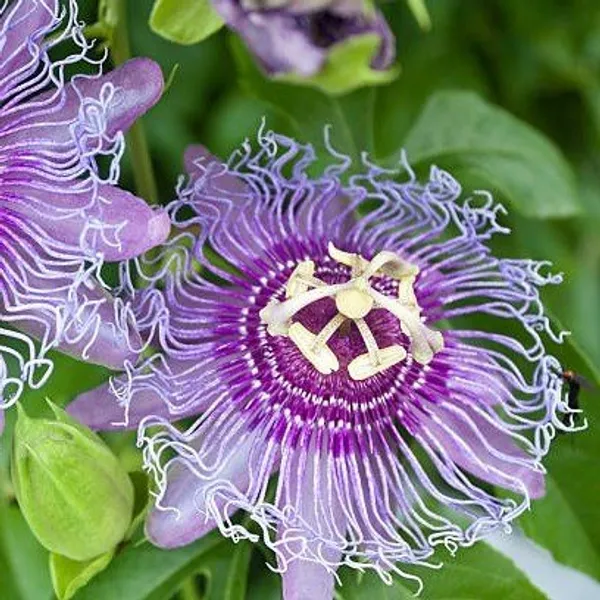 Passion_Flower_Plant_Blue