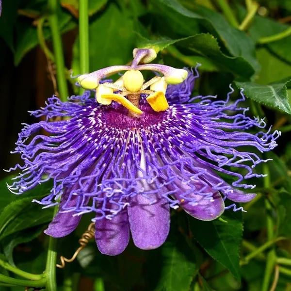 Passion_Flower_Plant_Blue