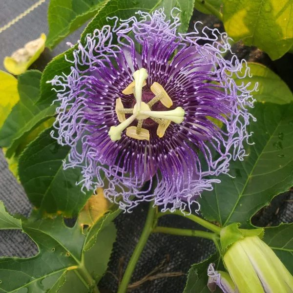 Passion_Flower_Plant_Blue