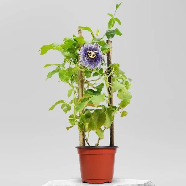 Passion_Flower_Plant_Blue