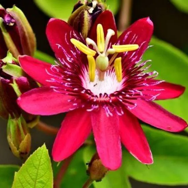 Passion_Flower_Plant__Red